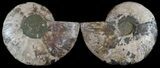 Cut & Polished Ammonite Fossil - Agatized #49908-1